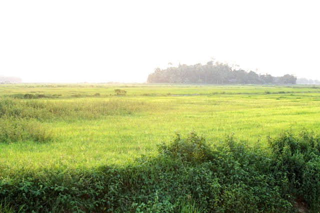 Pesawah Kampung Jelapang Rugi Hasil Padi Merosot Teruk Malaysia Today